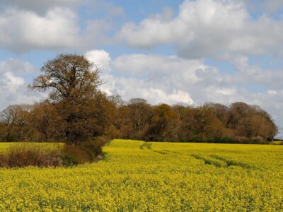 A yellow field of rape, with trees behind losing their autumn colours