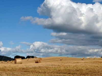 Bales of hay lying in a field