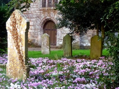 Crocuses in a churchyard